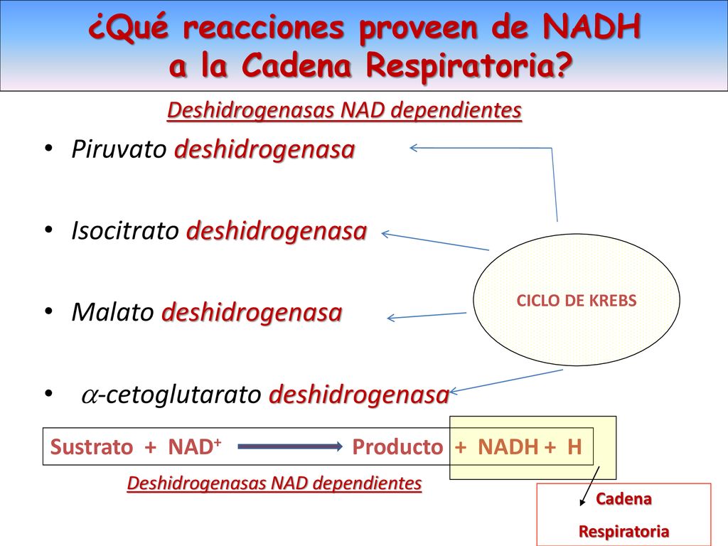¿Qué reacciones proveen de NADH a la Cadena Respiratoria