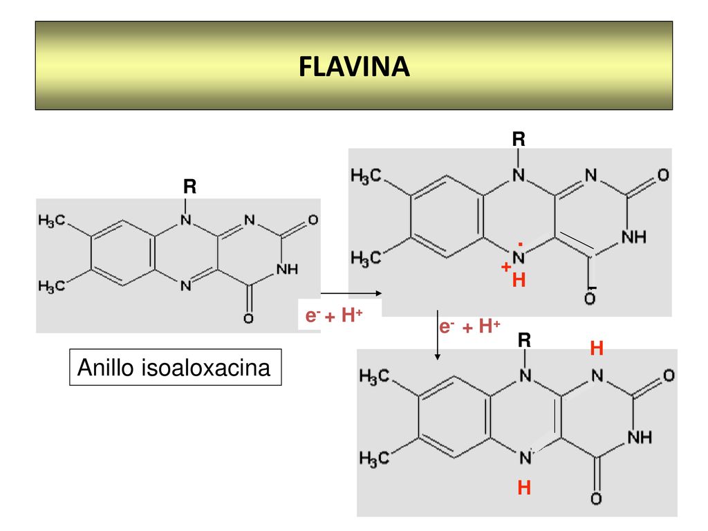 FLAVINA R . H + - Anillo isoaloxacina R e- + H+ e- + H+ R H