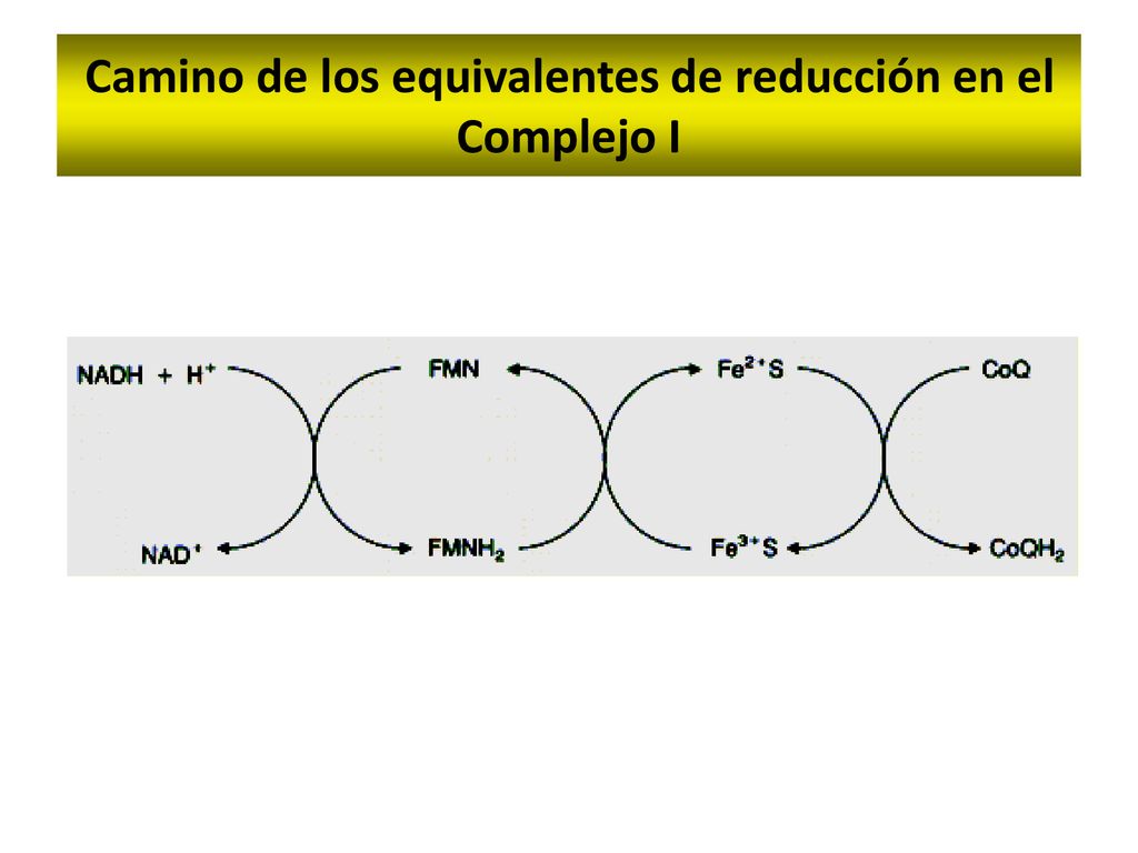 Camino de los equivalentes de reducción en el Complejo I