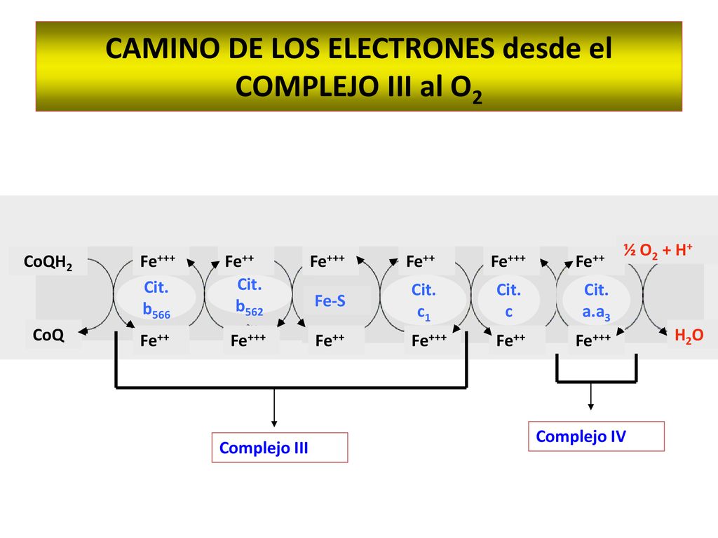 CAMINO DE LOS ELECTRONES desde el COMPLEJO III al O2