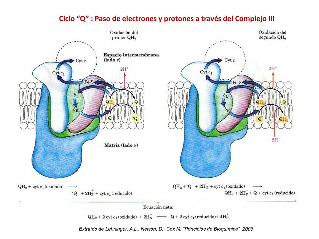 Ciclo Q : Paso de electrones y protones a través del Complejo III