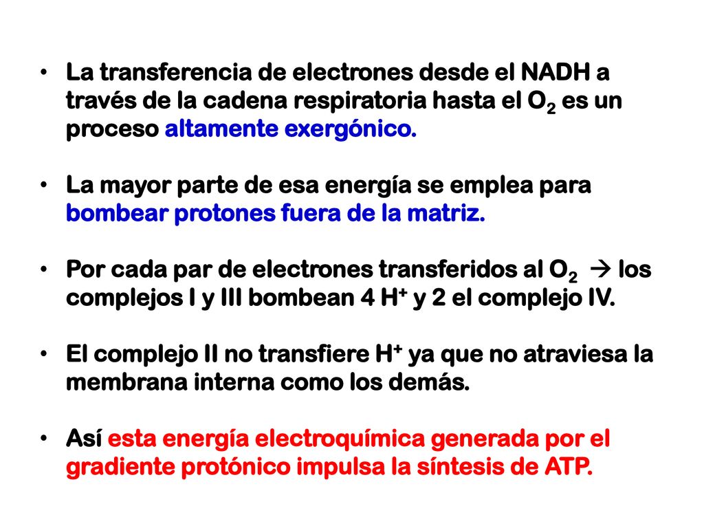 La transferencia de electrones desde el NADH a través de la cadena respiratoria hasta el O2 es un proceso altamente exergónico.