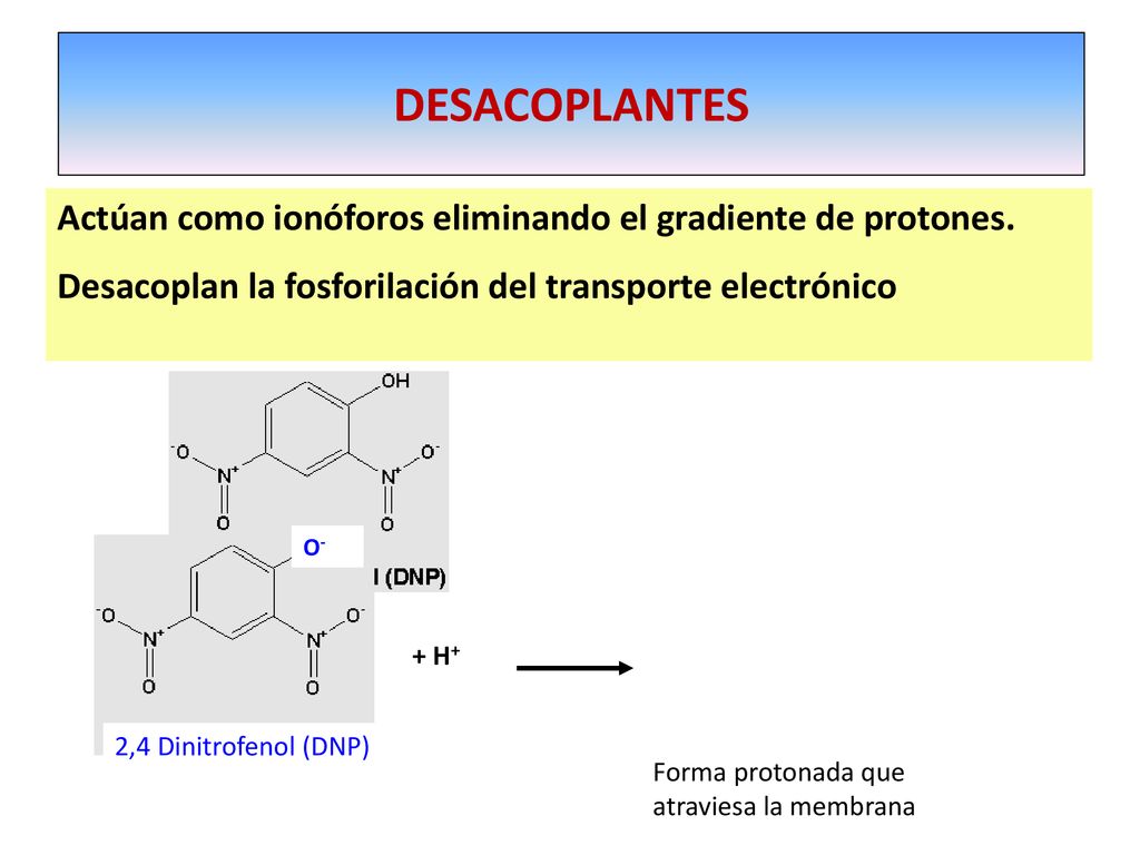 DESACOPLANTES Actúan como ionóforos eliminando el gradiente de protones. Desacoplan la fosforilación del transporte electrónico.