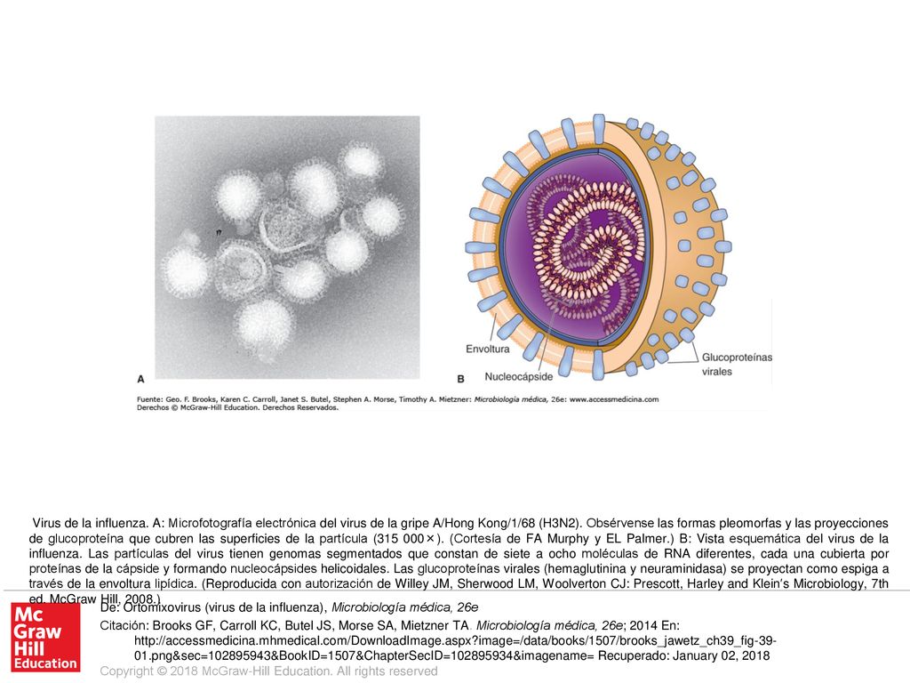 Virus de la influenza. A: Microfotografía electrónica del virus de la gripe A/Hong Kong/1/68 (H3N2). Obsérvense las formas pleomorfas y las proyecciones de glucoproteína que cubren las superficies de la partícula ( ×). (Cortesía de FA Murphy y EL Palmer.) B: Vista esquemática del virus de la influenza. Las partículas del virus tienen genomas segmentados que constan de siete a ocho moléculas de RNA diferentes, cada una cubierta por proteínas de la cápside y formando nucleocápsides helicoidales. Las glucoproteínas virales (hemaglutinina y neuraminidasa) se proyectan como espiga a través de la envoltura lipídica. (Reproducida con autorización de Willey JM, Sherwood LM, Woolverton CJ: Prescott, Harley and Klein′s Microbiology, 7th ed. McGraw Hill, 2008.)