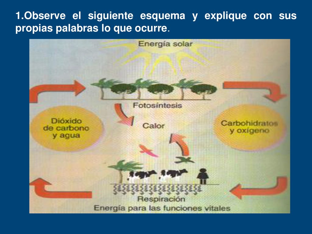 1.Observe el siguiente esquema y explique con sus propias palabras lo que ocurre.