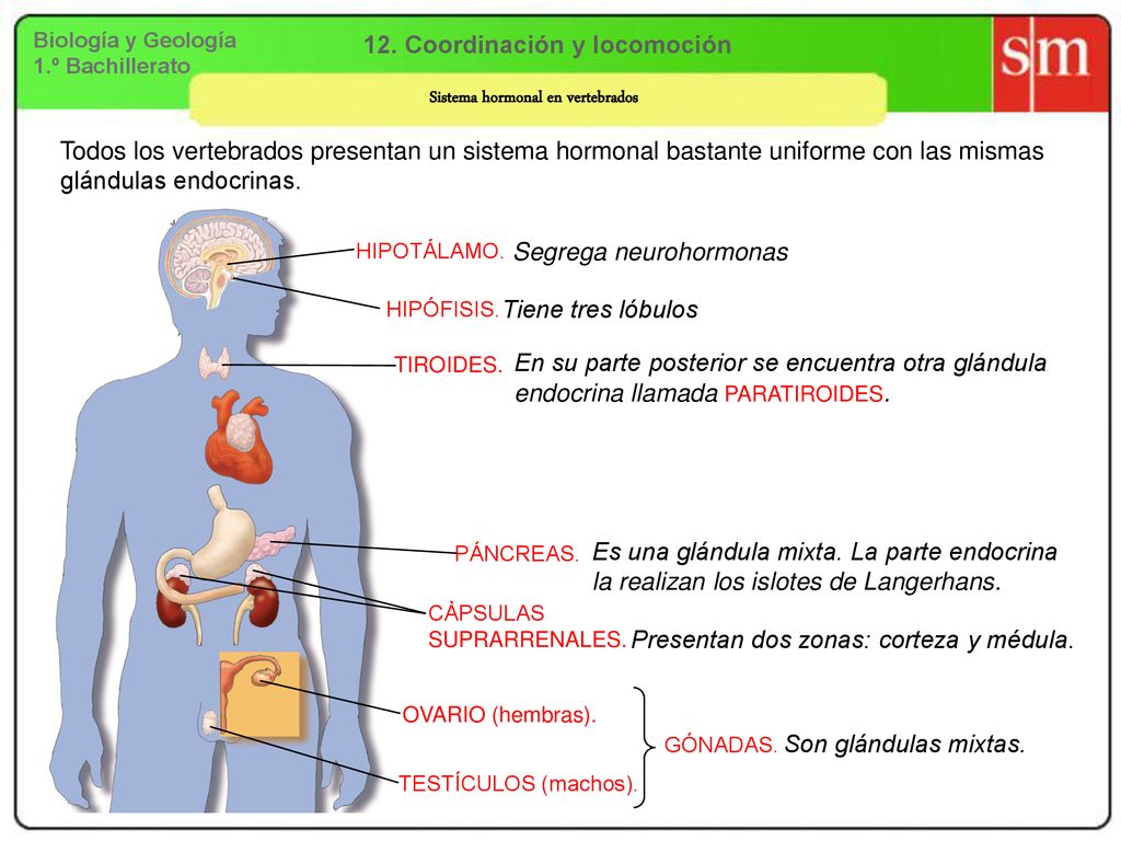 12. Coordinación y locomoción Sistema hormonal en vertebrados
