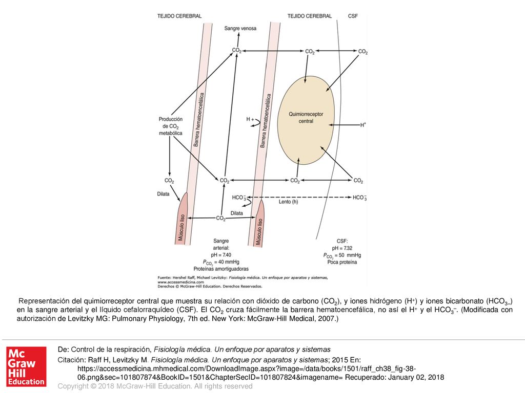 Representación del quimiorreceptor central que muestra su relación con dióxido de carbono (CO2), y iones hidrógeno (H+) y iones bicarbonato (HCO3–) en la sangre arterial y el líquido cefalorraquídeo (CSF). El CO2 cruza fácilmente la barrera hematoencefálica, no así el H+ y el HCO3–. (Modificada con autorización de Levitzky MG: Pulmonary Physiology, 7th ed. New York: McGraw-Hill Medical, 2007.)