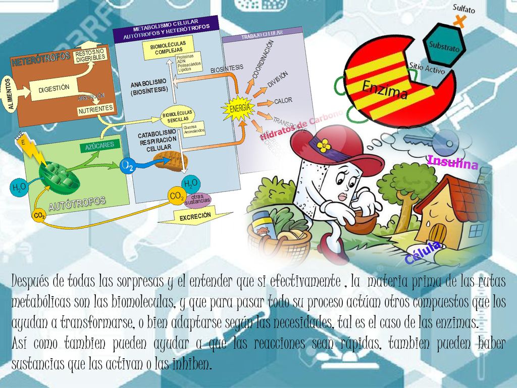 Después de todas las sorpresas y el entender que si efectivamente , la materia prima de las rutas metabólicas son las biomoleculas, y que para pasar todo su proceso actúan otros compuestos que los ayudan a transformarse, o bien adaptarse según las necesidades, tal es el caso de las enzimas.