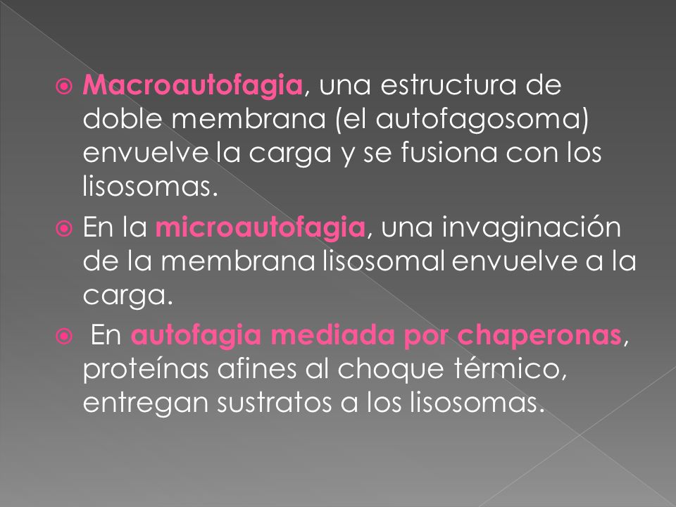 Macroautofagia, una estructura de doble membrana (el autofagosoma) envuelve la carga y se fusiona con los lisosomas.
