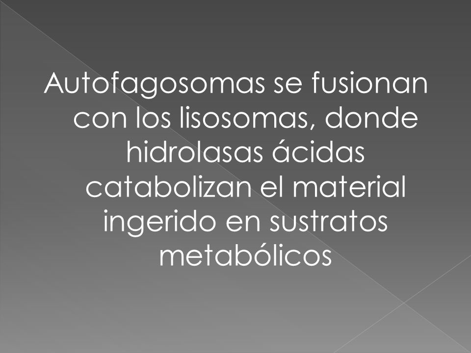 Autofagosomas se fusionan con los lisosomas, donde hidrolasas ácidas catabolizan el material ingerido en sustratos metabólicos