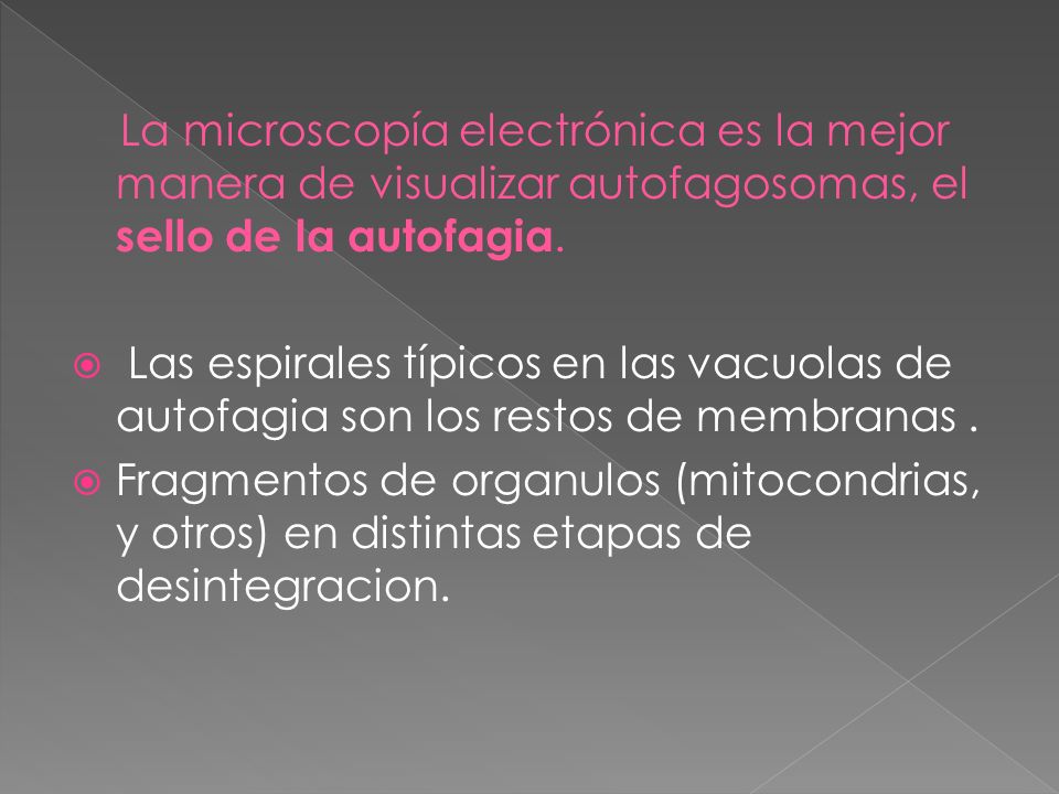 La microscopía electrónica es la mejor manera de visualizar autofagosomas, el sello de la autofagia.