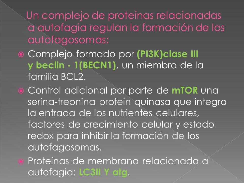 Un complejo de proteínas relacionadas a autofagia regulan la formación de los autofagosomas: