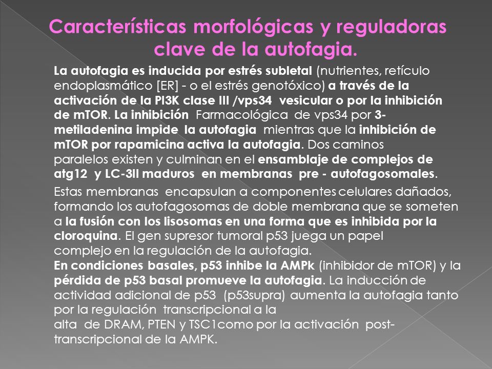 Características morfológicas y reguladoras clave de la autofagia.