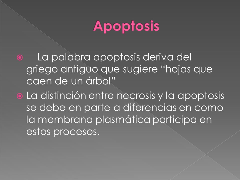 Apoptosis La palabra apoptosis deriva del griego antiguo que sugiere hojas que caen de un árbol