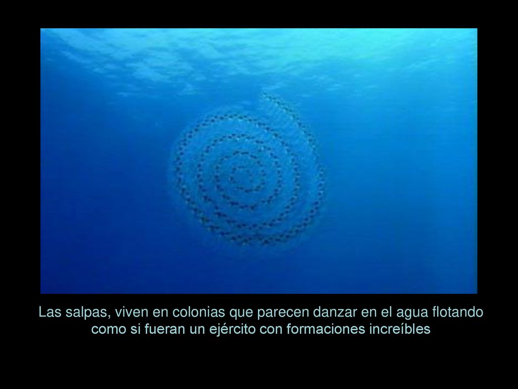Las salpas, viven en colonias que parecen danzar en el agua flotando como si fueran un ejército con formaciones increíbles