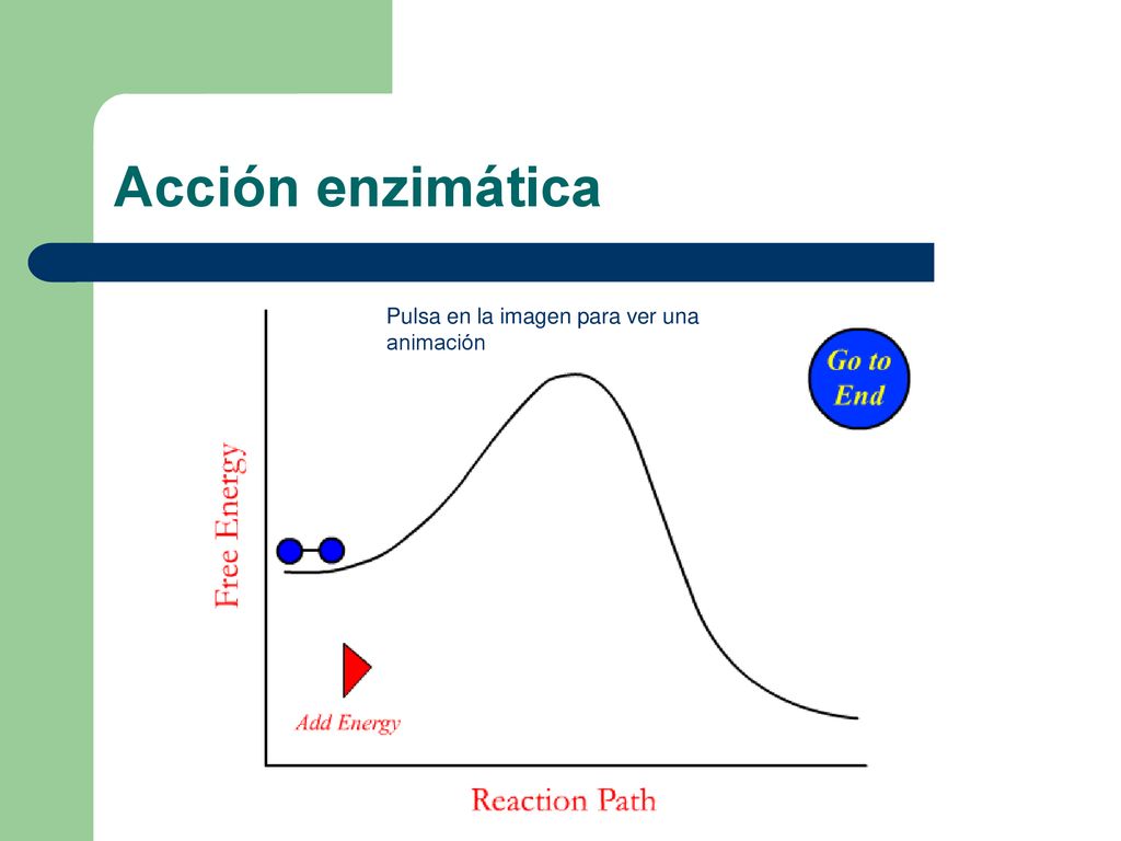 Acción enzimática Pulsa en la imagen para ver una animación