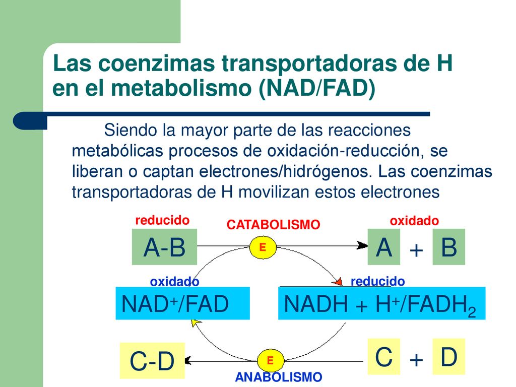Las coenzimas transportadoras de H en el metabolismo (NAD/FAD)
