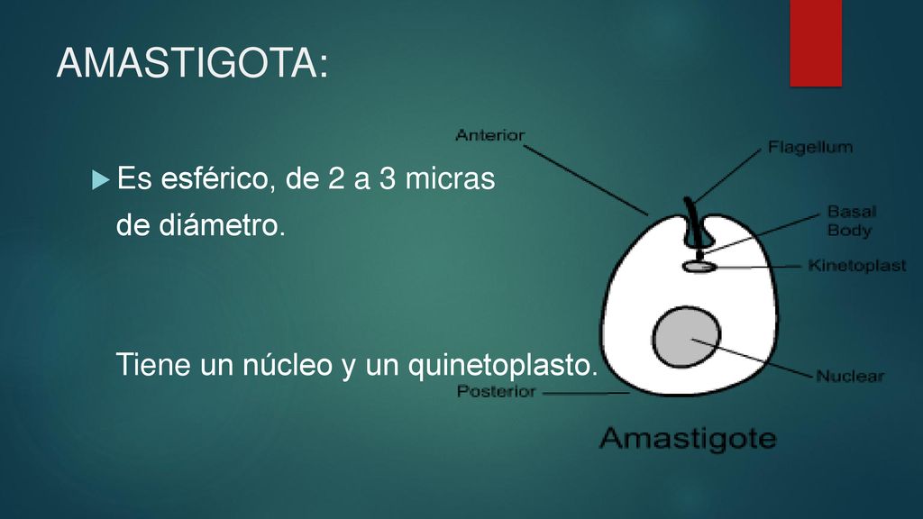 AMASTIGOTA: Es esférico, de 2 a 3 micras de diámetro.