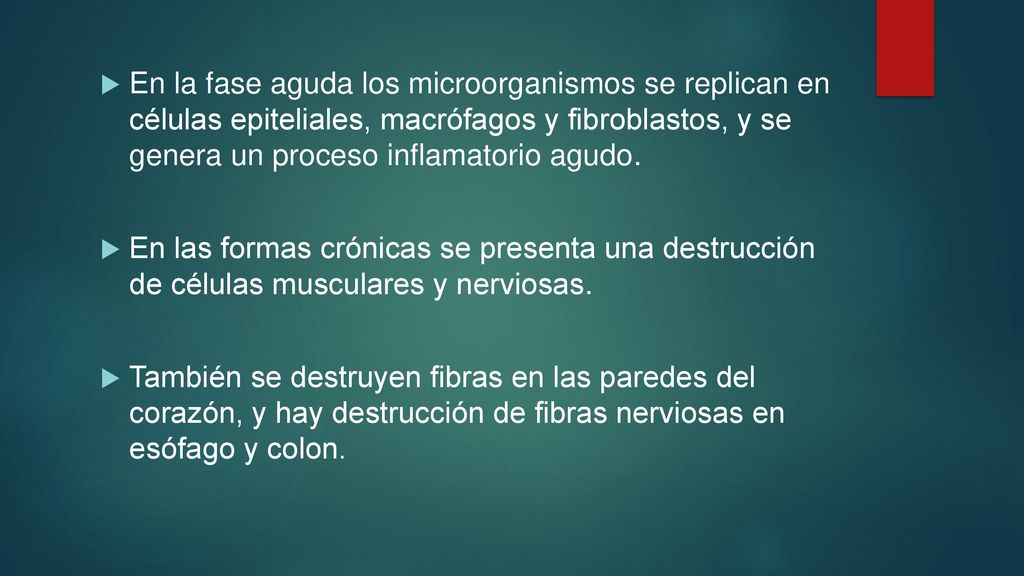En la fase aguda los microorganismos se replican en células epiteliales, macrófagos y fibroblastos, y se genera un proceso inflamatorio agudo.