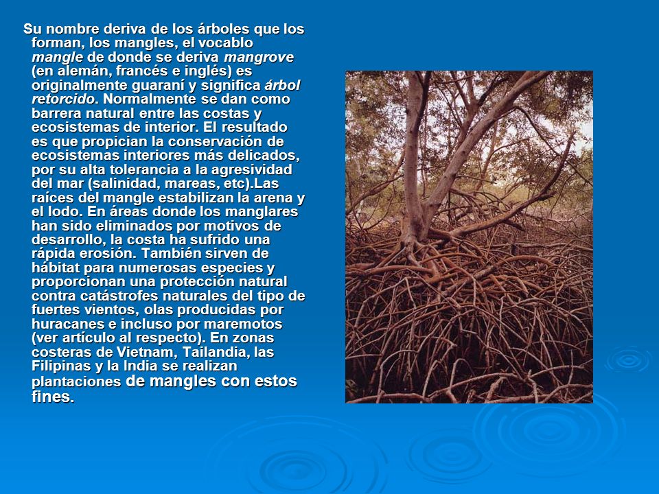 Su nombre deriva de los árboles que los forman, los mangles, el vocablo mangle de donde se deriva mangrove (en alemán, francés e inglés) es originalmente guaraní y significa árbol retorcido.