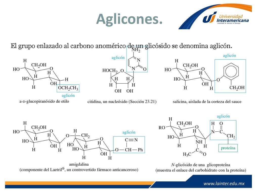 Aglicones. El grupo enlazado al carbono anomérico de un glicósido se denomina aglicón.