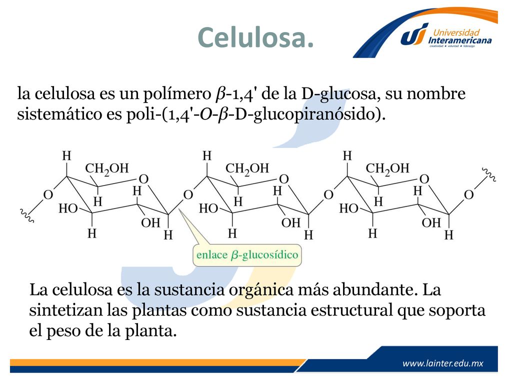Celulosa. la celulosa es un polímero β-1,4 de la D-glucosa, su nombre sistemático es poli-(1,4 -O-β-D-glucopiranósido).
