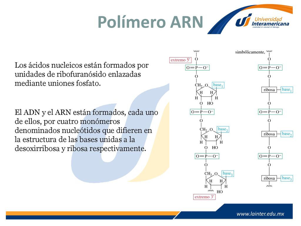 Polímero ARN Los ácidos nucleicos están formados por unidades de ribofuranósido enlazadas mediante uniones fosfato.