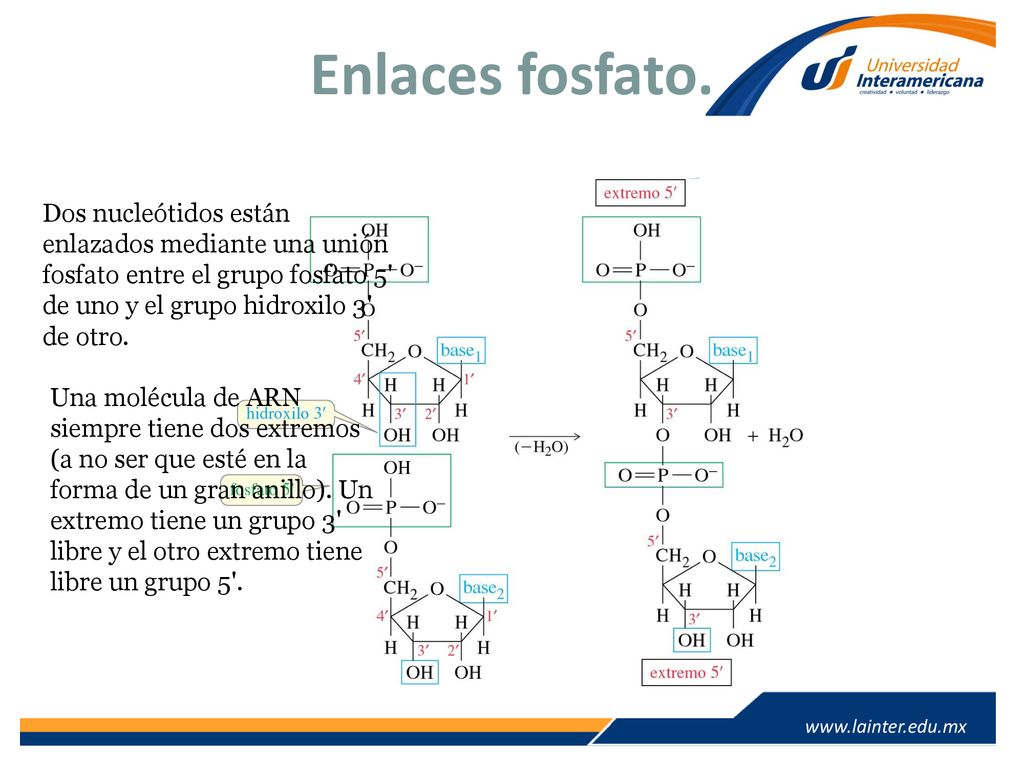 Enlaces fosfato. Dos nucleótidos están enlazados mediante una unión fosfato entre el grupo fosfato 5 de uno y el grupo hidroxilo 3 de otro.