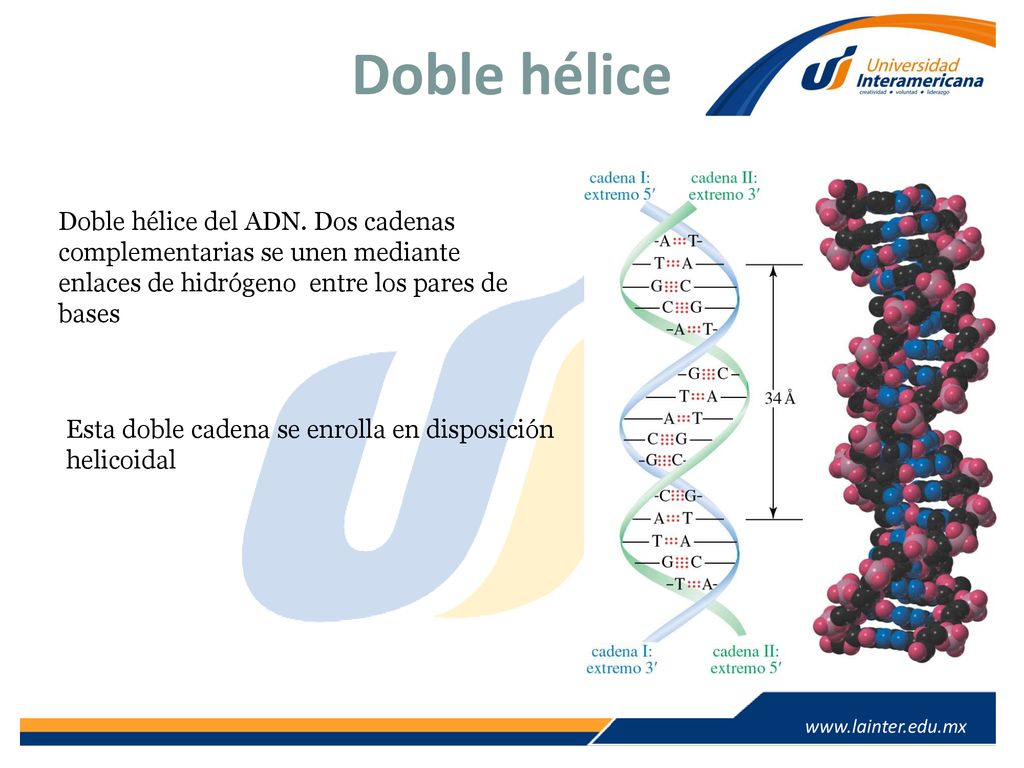 Doble hélice Doble hélice del ADN. Dos cadenas complementarias se unen mediante enlaces de hidrógeno entre los pares de bases.