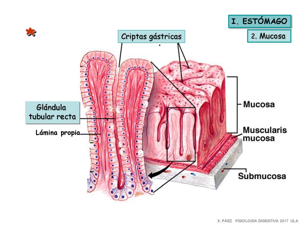 * I. ESTÓMAGO Criptas gástricas Glándula tubular recta 2. Mucosa