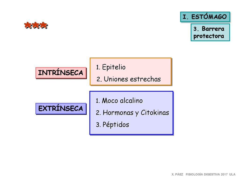*** 2. Uniones estrechas INTRÍNSECA EXTRÍNSECA I. ESTÓMAGO protectora