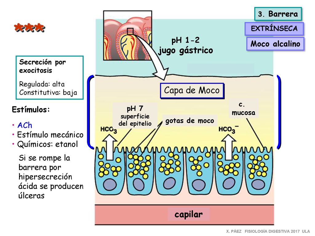 *** jugo gástrico Capa de Moco capilar pH 1-2 Moco alcalino Estímulos: