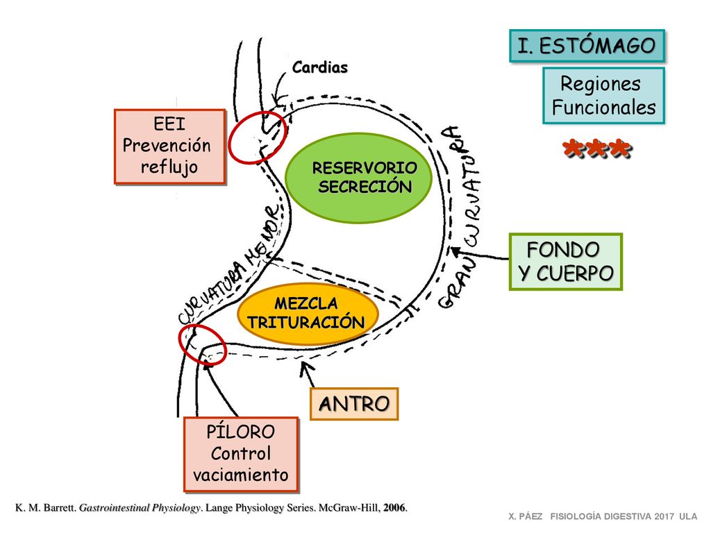 *** I. ESTÓMAGO Regiones Funcionales FONDO Y CUERPO ANTRO EEI