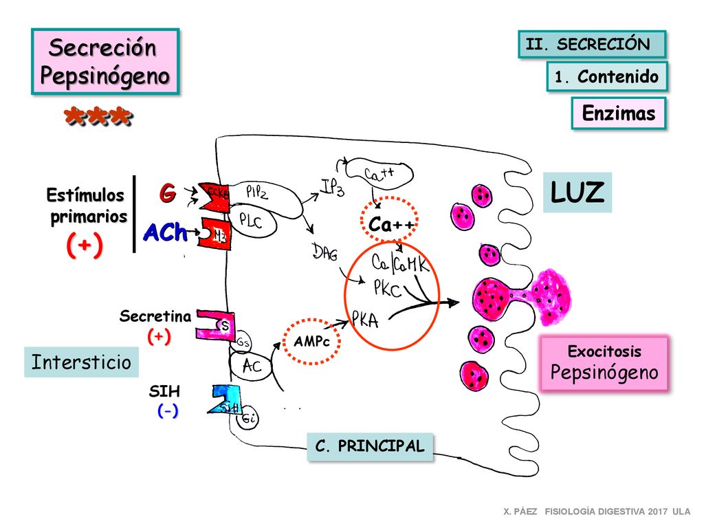 *** LUZ (+) Secreción Pepsinógeno G ACh Enzimas Ca++ Intersticio