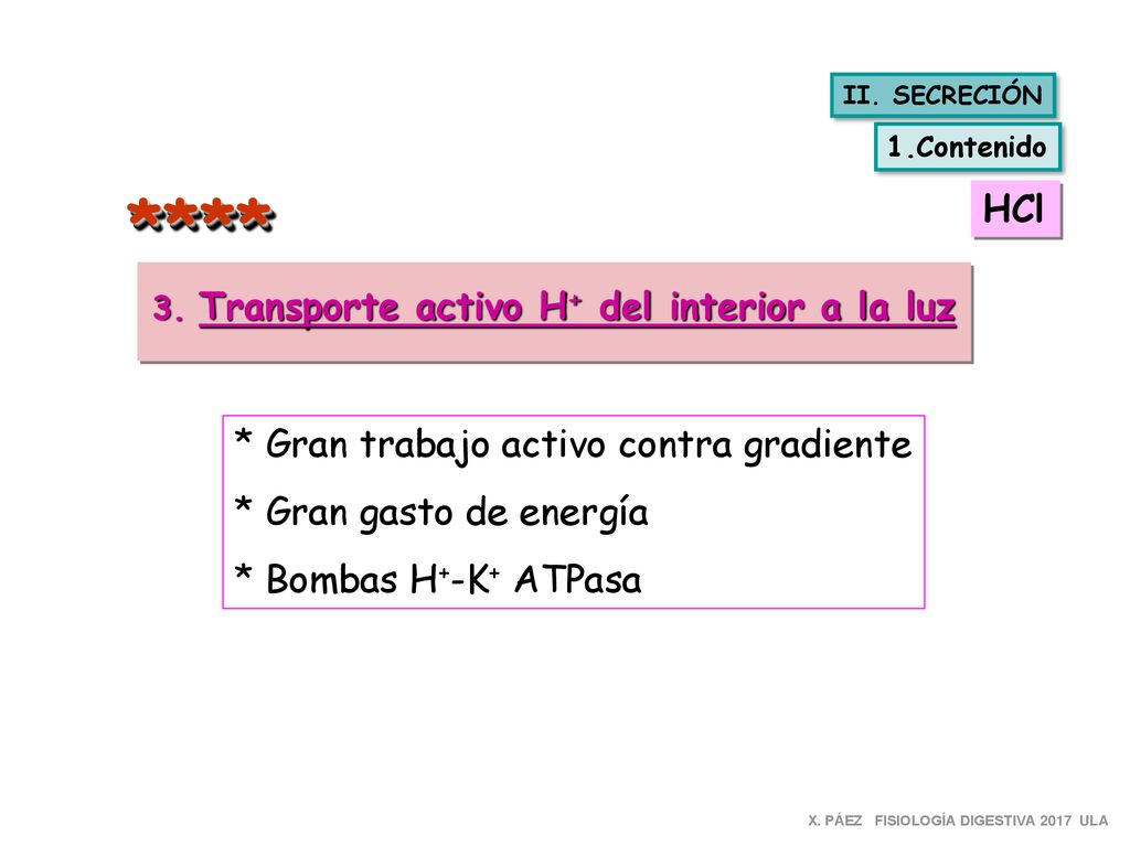 3. Transporte activo H+ del interior a la luz