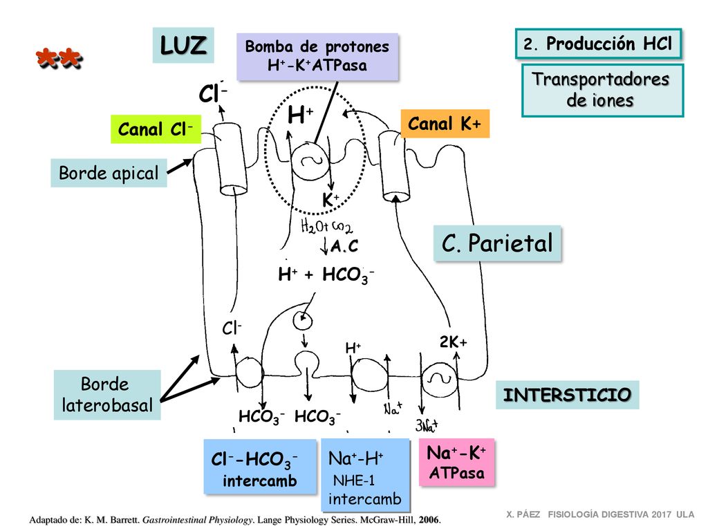 ** LUZ Cl- H+ C. Parietal Transportadores de iones Canal K+ Canal Cl-