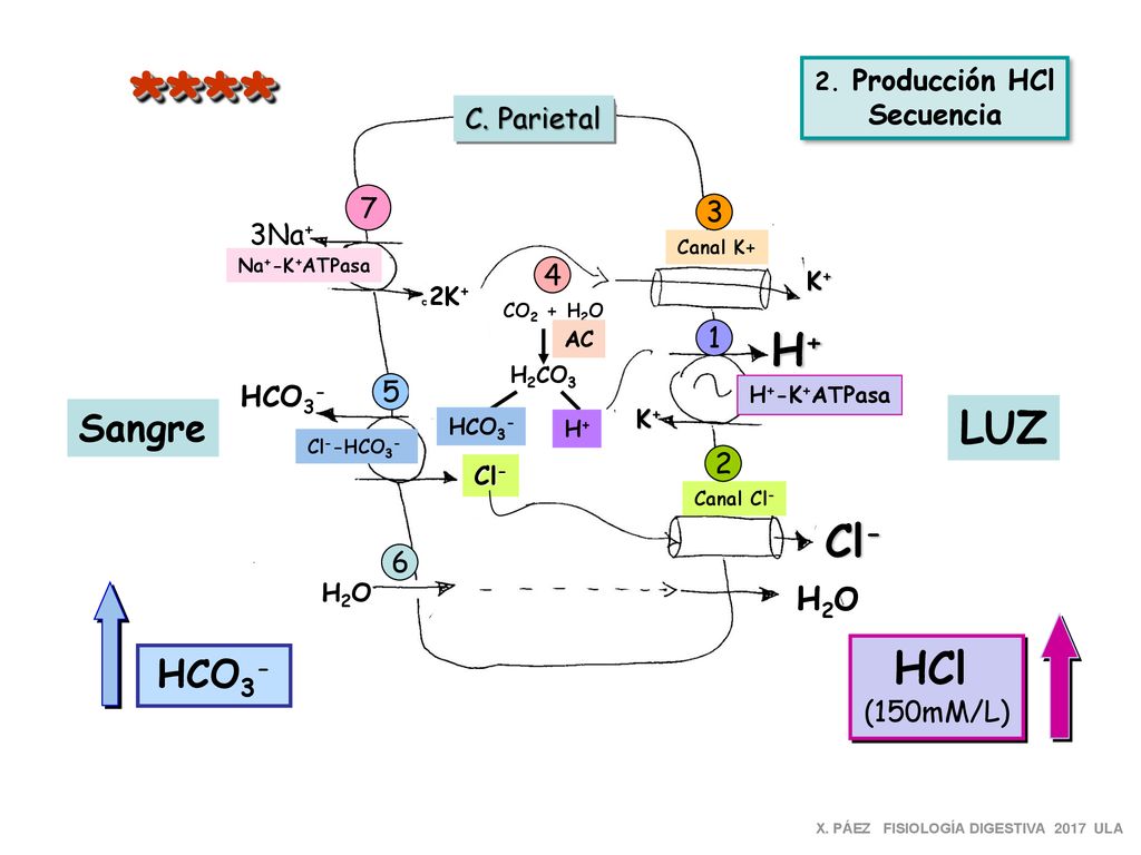 **** H+ LUZ Cl- HCl Sangre HCO3- H2O Secuencia C. Parietal 7 3 3Na+ 4