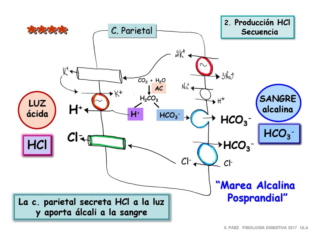 La c. parietal secreta HCl a la luz y aporta álcali a la sangre