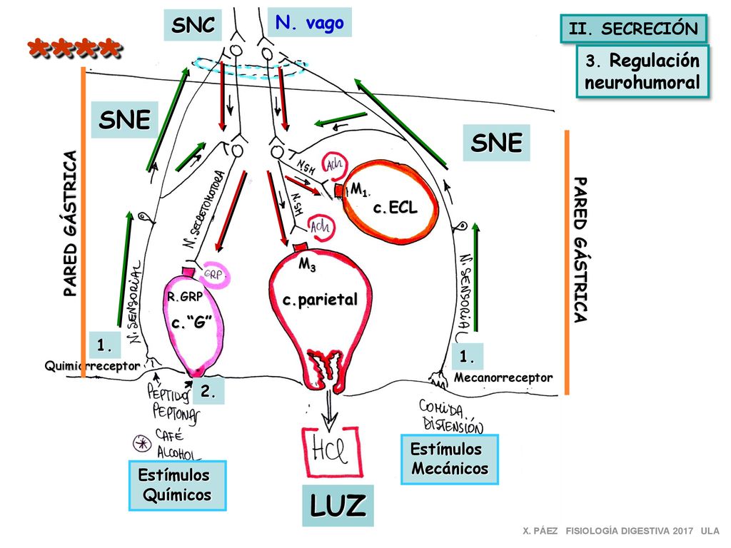 **** LUZ SNE SNE SNC N. vago neurohumoral II. SECRECIÓN 3. Regulación