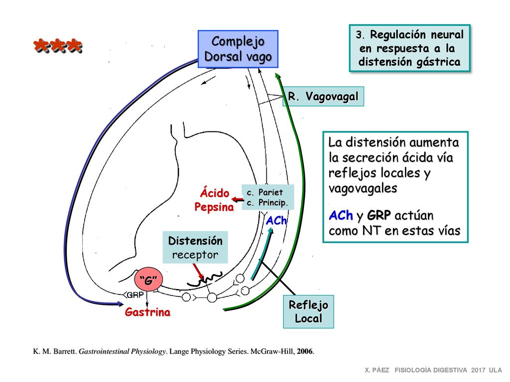 *** Complejo Dorsal vago La distensión aumenta la secreción ácida vía