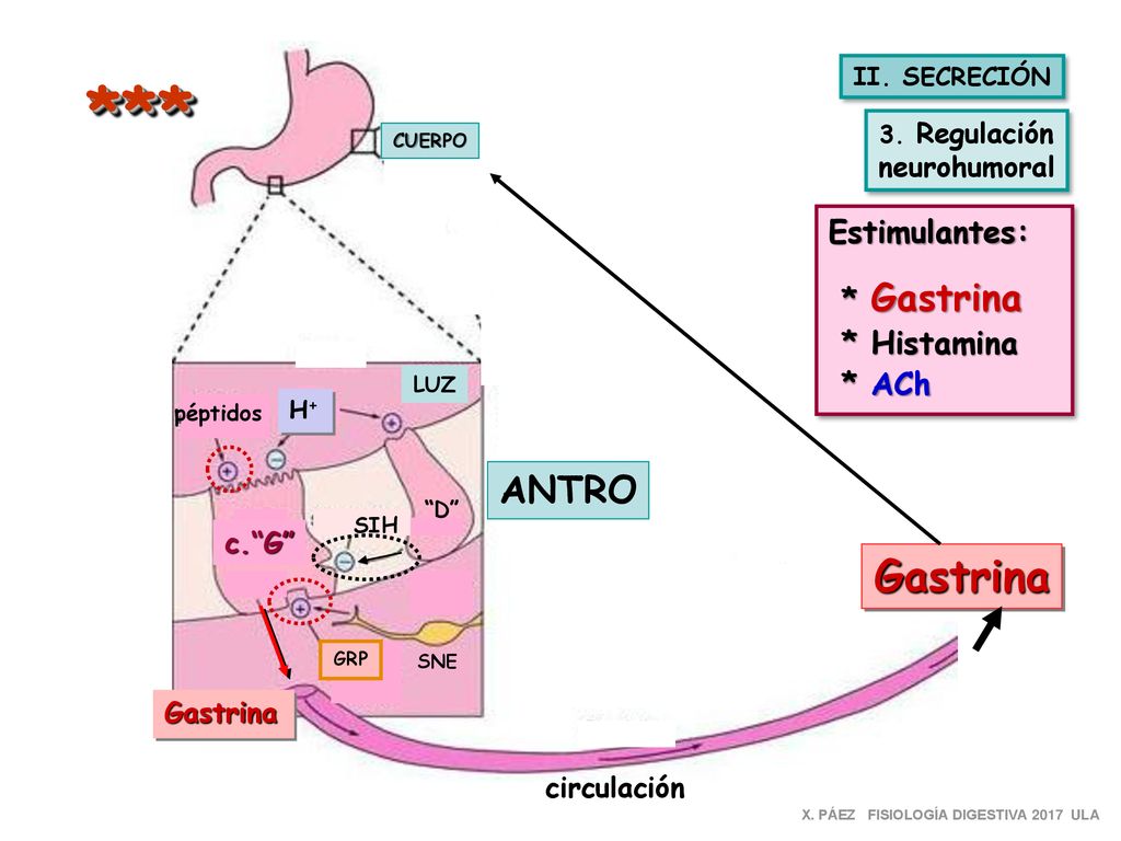 *** Gastrina ANTRO Estimulantes: * Gastrina * Histamina * ACh
