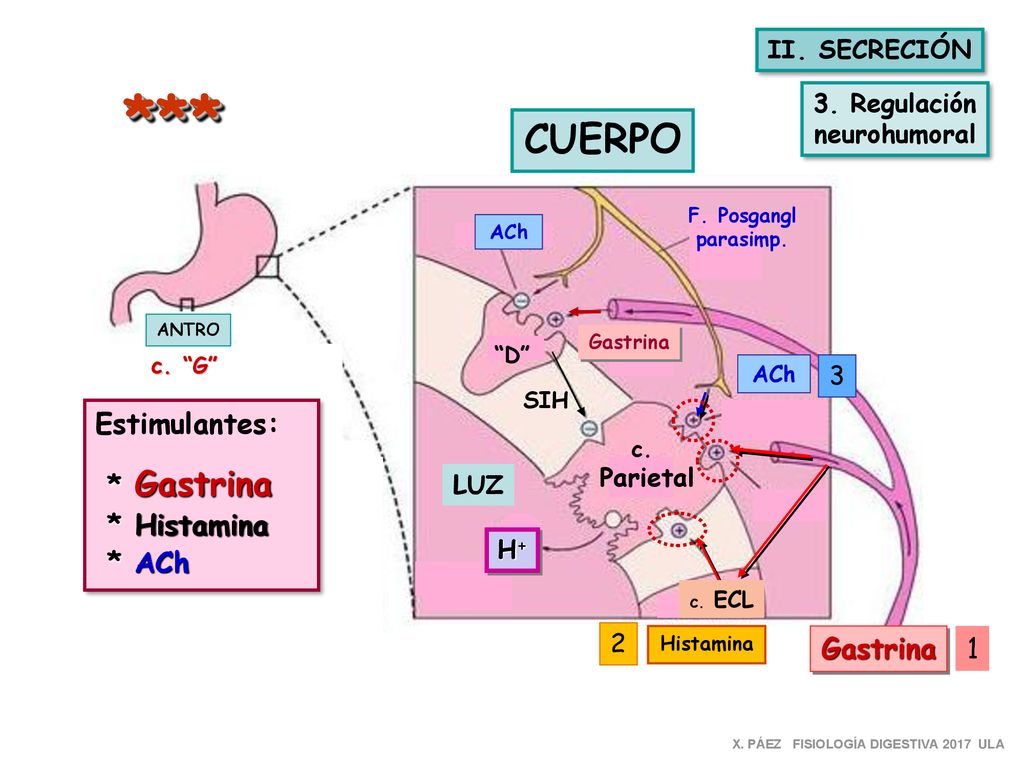 *** CUERPO Estimulantes: * Gastrina * Histamina * ACh Gastrina 1