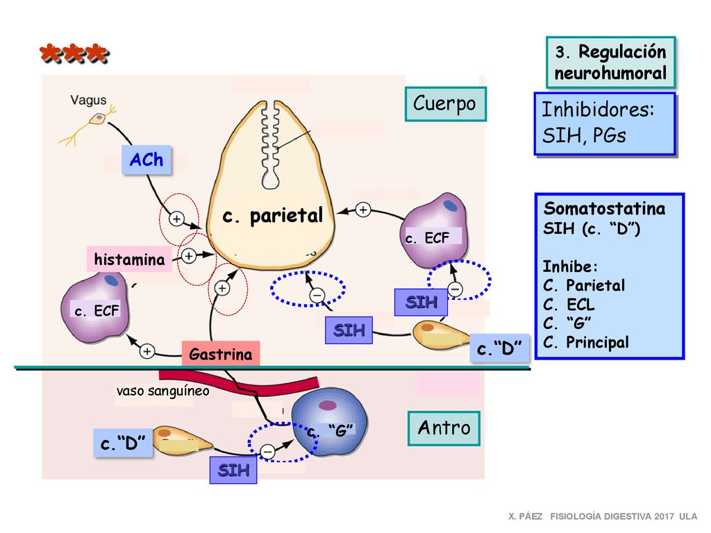 *** Cuerpo Inhibidores:SIH, PGs c. parietal Antro neurohumoral ACh