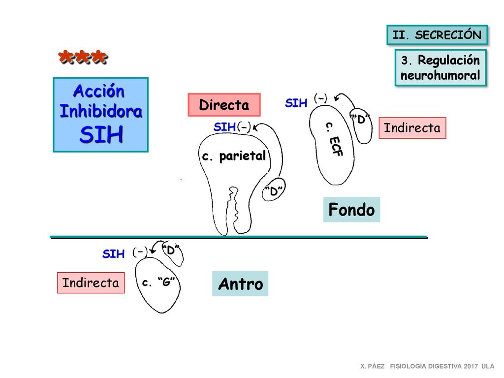 *** SIH Acción Inhibidora Fondo Antro Directa neurohumoral Indirecta