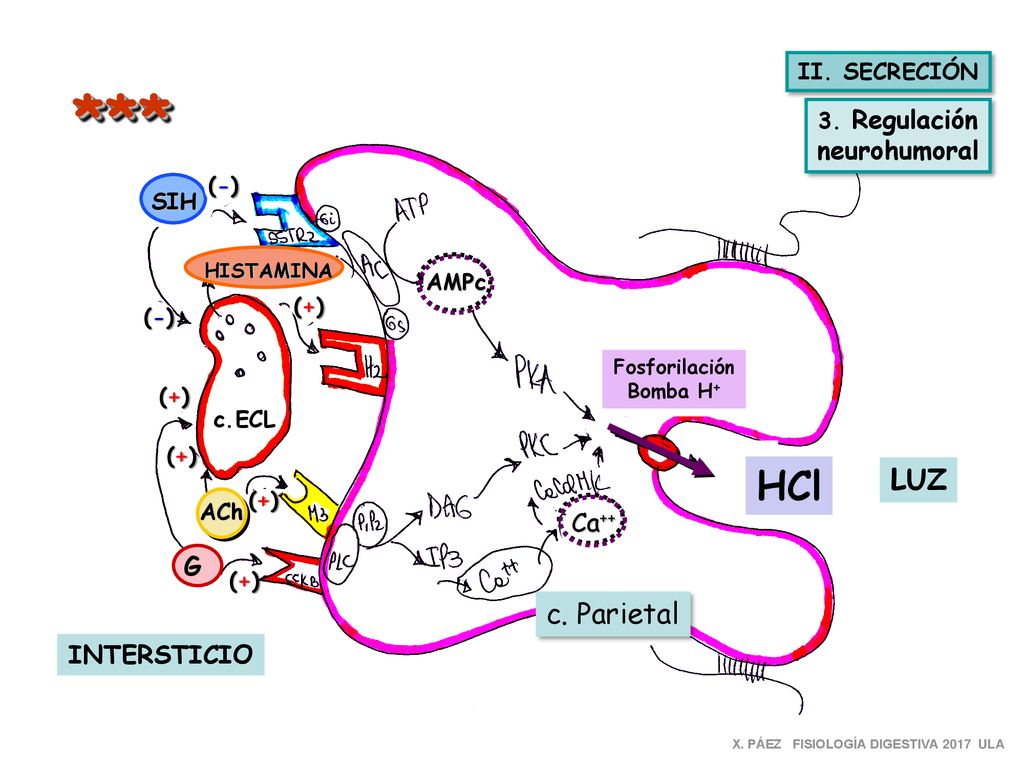 *** HCl LUZ c. Parietal neurohumoral Ca++ G INTERSTICIO II. SECRECIÓN