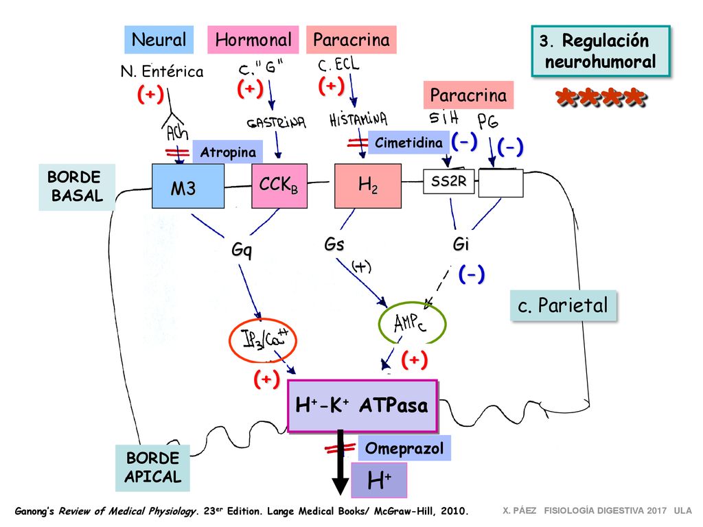 **** H+ (+) (+) (+) (-) (-) (-) c. Parietal (+) (+) H+-K+ ATPasa