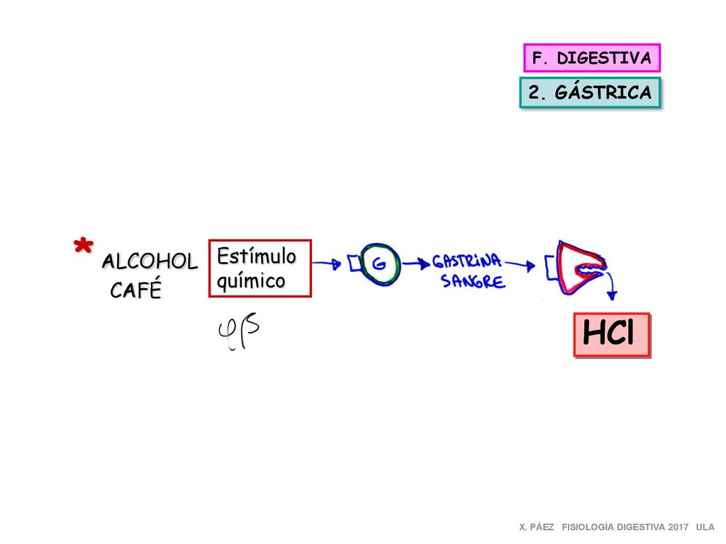 * ALCOHOL HCl Estímulo CAFÉ químico 2. GÁSTRICA F. DIGESTIVA