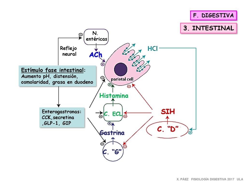 ACh SIH C. D 3. INTESTINAL Histamina Gastrina C. G F. DIGESTIVA