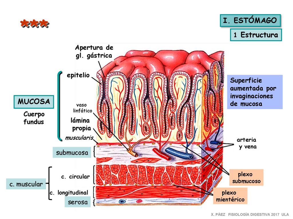 *** I. ESTÓMAGO MUCOSA 1 Estructura Apertura de gl. gástrica epitelio