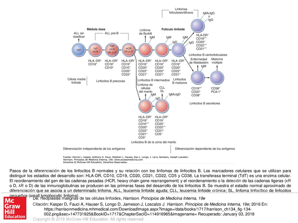 Pasos de la diferenciación de los linfocitos B normales y su relación con los linfomas de linfocitos B. Los marcadores celulares que se utilizan para distinguir los estadios del desarrollo son: HLA-DR, CD10, CD19, CD20, CD21, CD22, CD5 y CD38. La transferasa terminal (TdT) es una enzima celular. El reordenamiento del gen de las cadenas pesadas (HCR, heavy chain gene rearrangement) y el reordenamiento o la deleción de las cadenas ligeras (κR o D, λR o D) de las inmunoglobulinas se producen en las primeras fases del desarrollo de los linfocitos B. Se muestra el estadio normal aproximado de diferenciación que se asocia a un determinado linfoma. ALL, leucemia linfoide aguda; CLL, leucemia linfoide crónica; SL, linfoma linfocítico de linfocitos pequeños (small lymphocytic linfoma).
